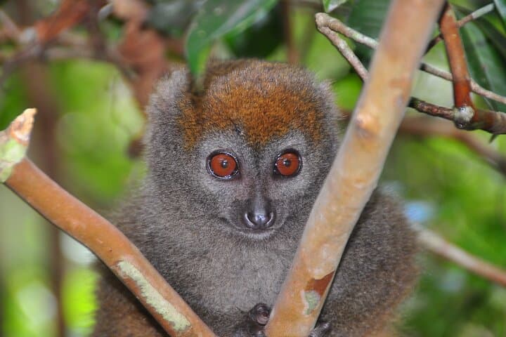 4-Day Palmarium & Aye-Aye Lemur Tour from Antananarivo photo 4