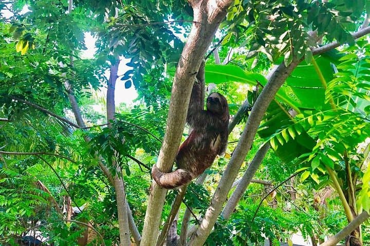 Roatan Zip-n-Dip Adventure: Zipline Canopy, Sloths & West Bay Beach
