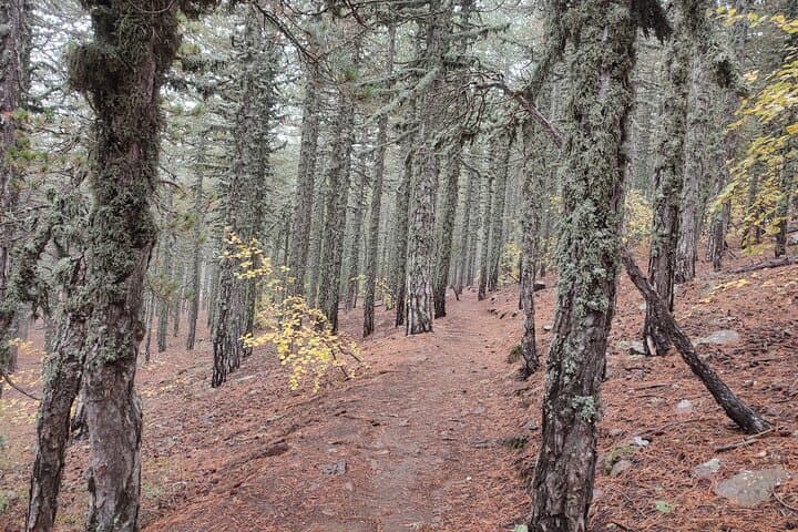 Artemis Trail & Old Kakopetria: High Troodos Walk with UNESCO Agios Nicolaos photo 5