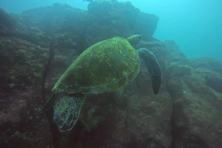 CIG Discovery Diving Tour — Day Dive & Snorkel at Seymour Norte and Mosquera, Galápagos photo 1