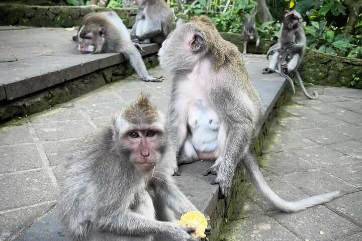 Full-Day Ubud Tour: Kanto Lampo Waterfall, Monkey Forest & Tegallalang Rice Terraces photo 5