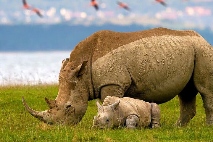 7-Day Maasai Mara, Lake Nakuru, Naivasha & Amboseli Safari — Big Five Kenya Adventure photo 2