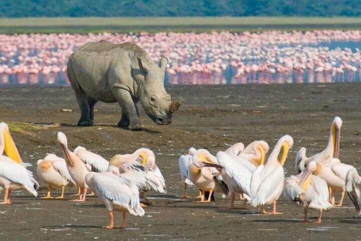 7-Day Maasai Mara, Lake Nakuru, Naivasha & Amboseli Safari — Big Five Kenya Adventure photo 5