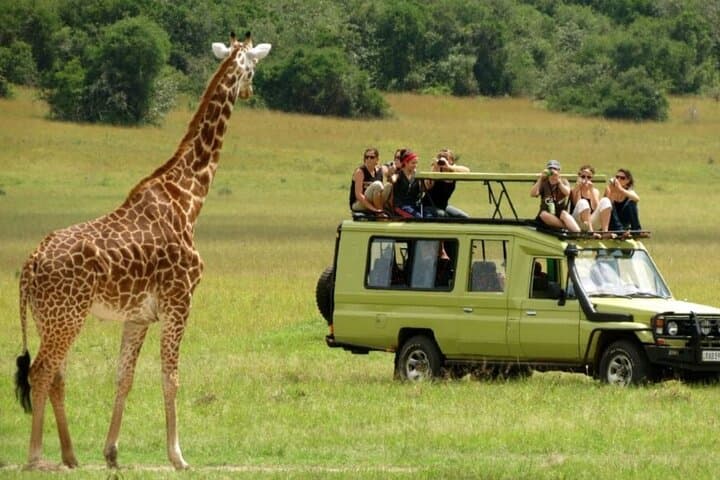 Half-Day Safari: Tala Game Reserve & Phezulu Park from Durban photo 6
