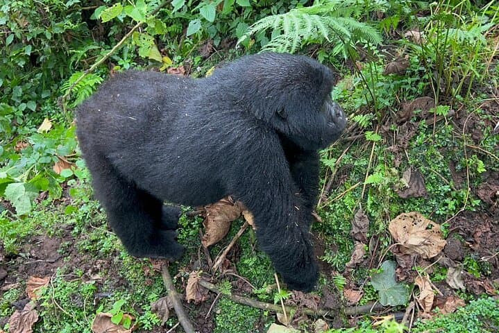 2-Day Private Gorilla Tracking in Volcanoes National Park — Practical Guide with Permit photo 6
