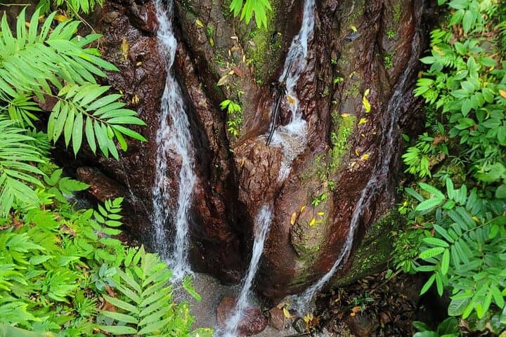 Rainmaker Hanging Bridges Guided Tour — Quepos Rainforest Walk with Waterfall Swim photo 4