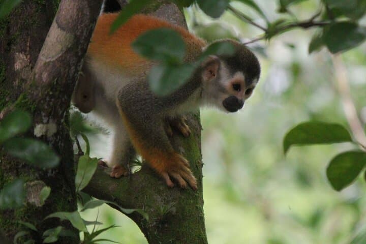 Rainmaker Hanging Bridges Guided Tour — Quepos Rainforest Walk with Waterfall Swim photo 5
