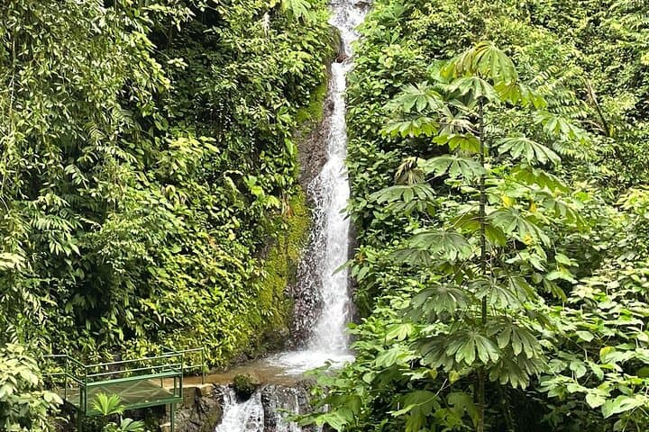 Rainmaker Hanging Bridges Guided Tour — Quepos Rainforest Walk with Waterfall Swim