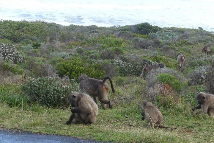 Cape Point & Boulders Beach Penguin Private Day Tour from Cape Town photo 3