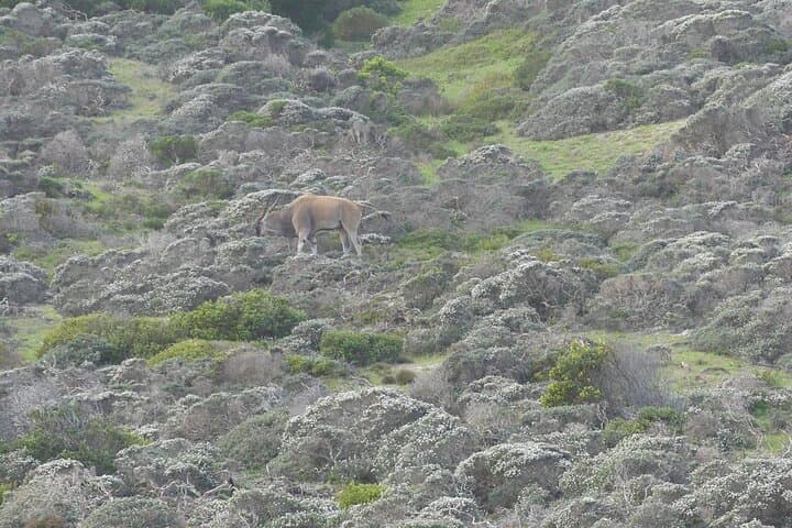 Cape Point & Boulders Beach Penguin Private Day Tour from Cape Town photo 5
