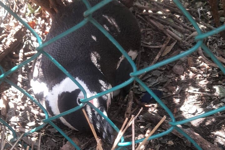 Cape Point & Boulders Beach Penguin Private Day Tour from Cape Town photo 6