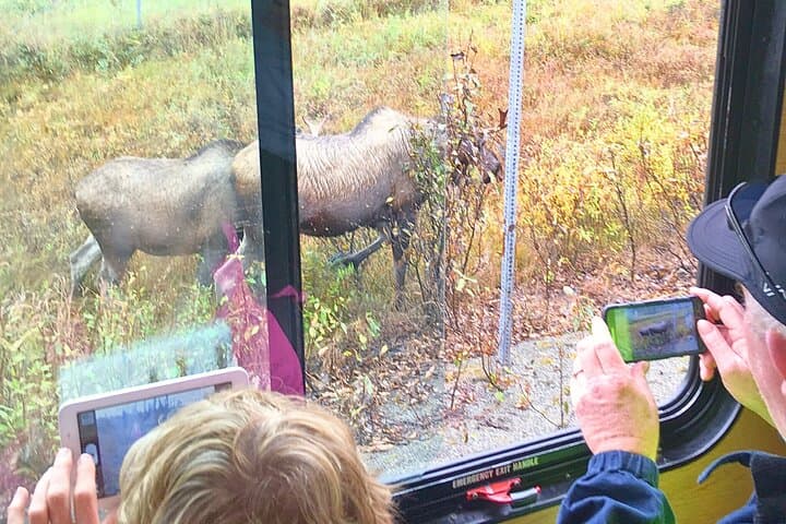 Anchorage Trolley Tour: Scenic City Highlights and Local Insights in 60 Minutes photo 4