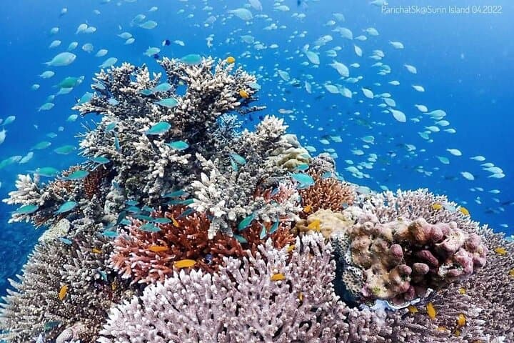 Overnight Camping and Snorkeling at Thailand's Surin Islands: A Two-Day Guide photo 3
