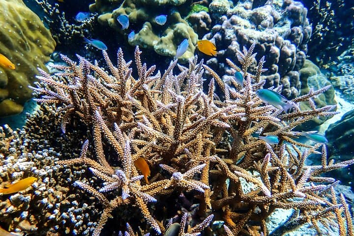 Overnight Camping and Snorkeling at Thailand's Surin Islands: A Two-Day Guide photo 4