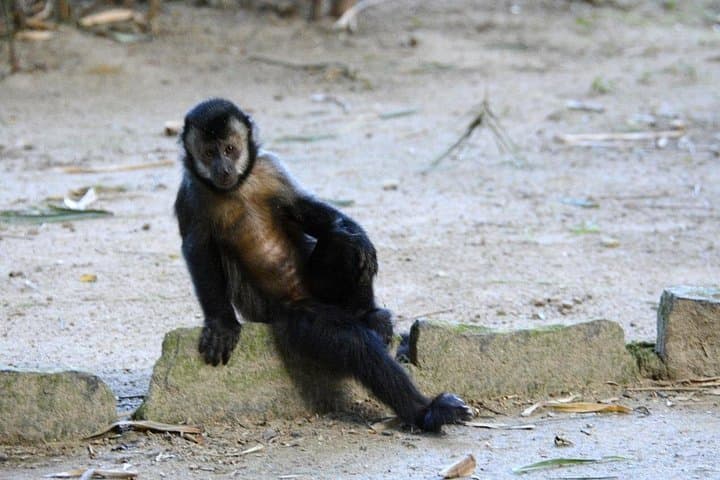 Tijuca Forest Caves & Waterfalls Private Tour — Rio de Janeiro Day Hike and Swim photo 4