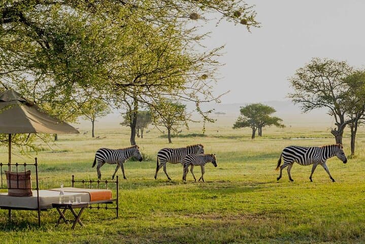 7-Day Tanzania Northern Circuit Safari — Tarangire, Manyara, Serengeti & Ngorongoro photo 6