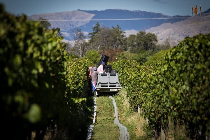 Private Full-Day Marlborough Wine Tour — Blenheim & Renwick Tasting Drive photo 6
