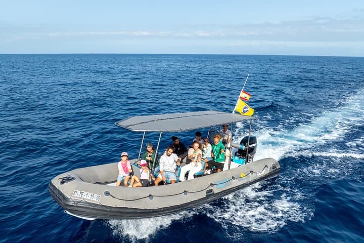 Tenerife Whale Watching from Costa Adeje - Small-Group 2-Hour Eco Adventure