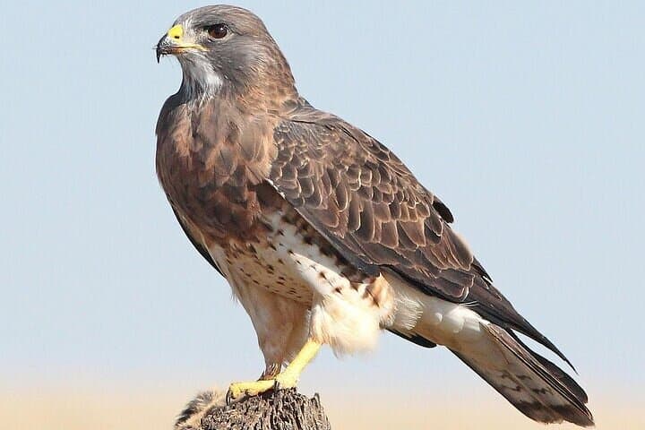 Dubai Desert Safari: Dune Bashing, Bedouin Camp & Evening Entertainment photo 3