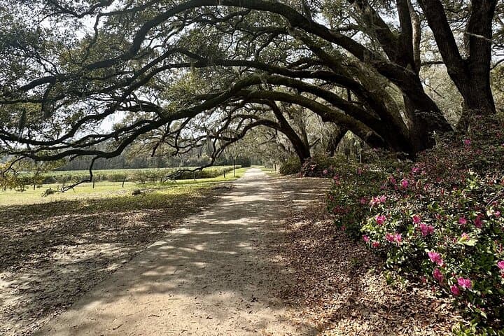 Charleston Tea Plantation and Deep Water Vineyard Day Tour photo 4