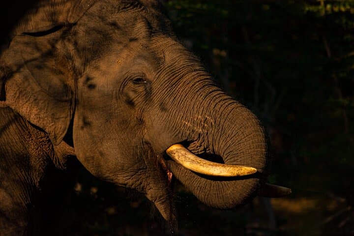 Full-Day Yala Safari: Leopard, Elephants & Birding in Sri Lanka photo 2