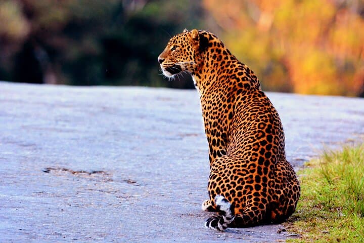 Full-Day Yala Safari: Leopard, Elephants & Birding in Sri Lanka