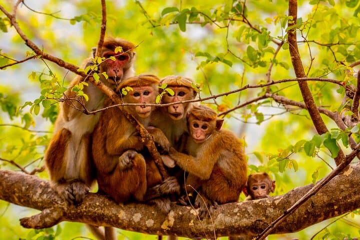 Full-Day Yala Safari: Leopard, Elephants & Birding in Sri Lanka photo 3