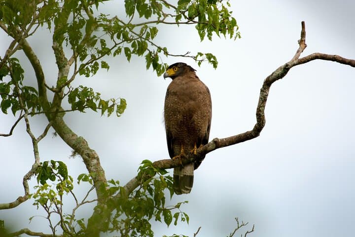 Full-Day Yala Safari: Leopard, Elephants & Birding in Sri Lanka photo 4