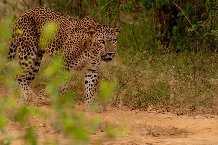 Full-Day Yala Safari: Leopard, Elephants & Birding in Sri Lanka photo 5