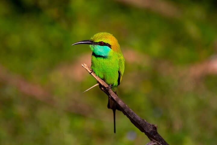 Full-Day Yala Safari: Leopard, Elephants & Birding in Sri Lanka photo 6