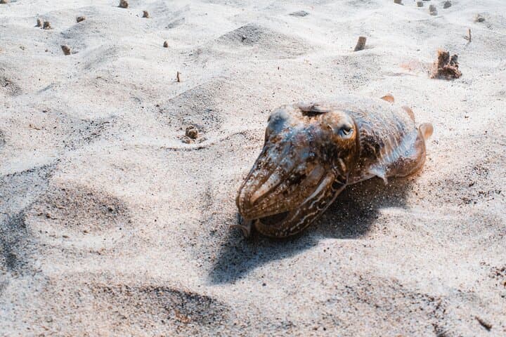 Try Scuba Diving in Lanzarote: Beginner 1-Dive to 6m photo 5
