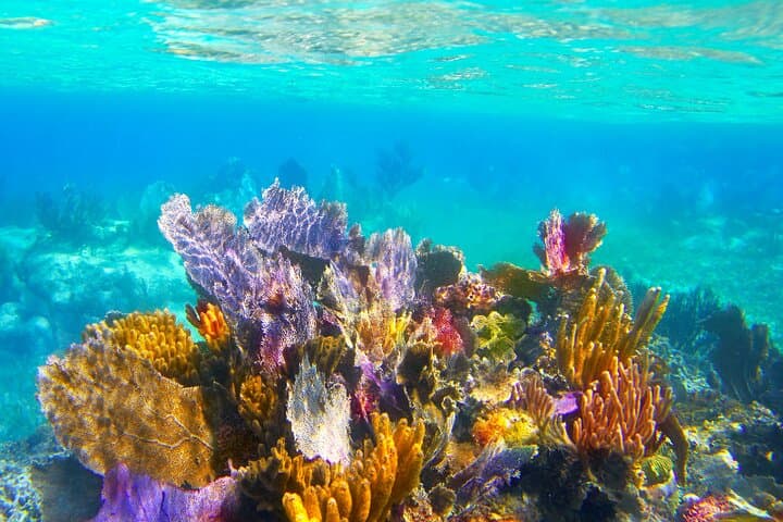 Private Boat to El Cielo & Palancar: Cozumel Private Snorkel Charter photo 4