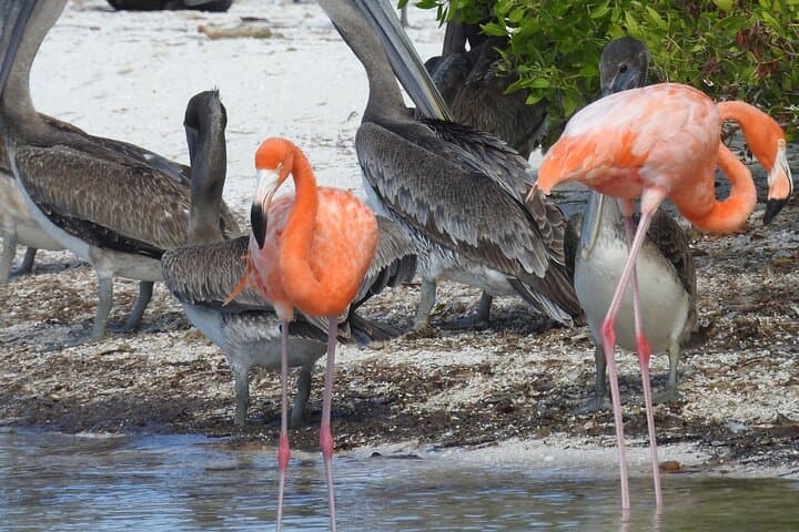 Holbox 3-Island Private Boat Tour: Punta Mosquito, Passion Island & Yalahau Swim photo 2