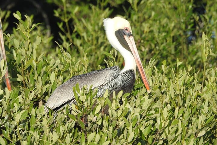 Holbox 3-Island Private Boat Tour: Punta Mosquito, Passion Island & Yalahau Swim photo 4