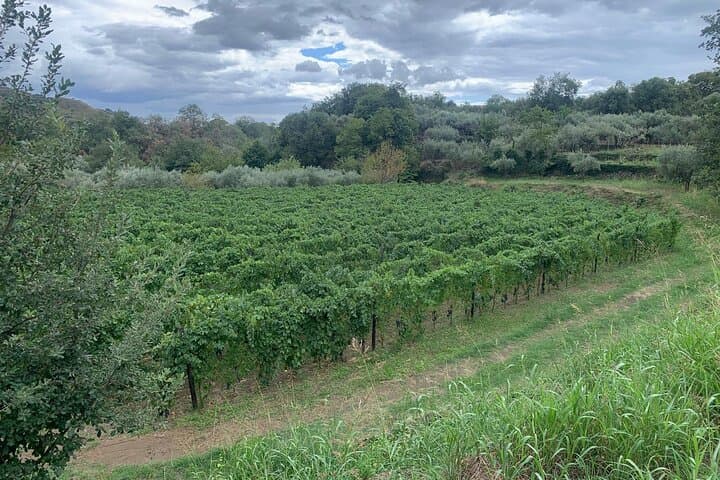 Taormina & Messina Private Wine Tour from Messina — Etna Vineyard, Corso Umberto & City Sights photo 6