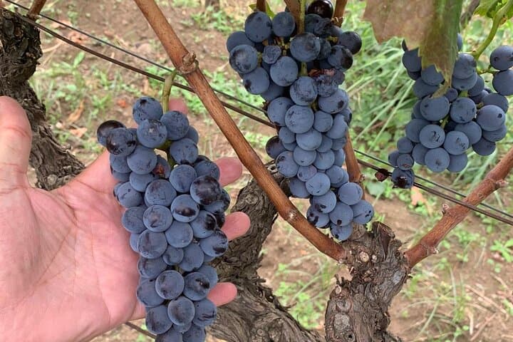 Taormina & Messina Private Wine Tour from Messina — Etna Vineyard, Corso Umberto & City Sights