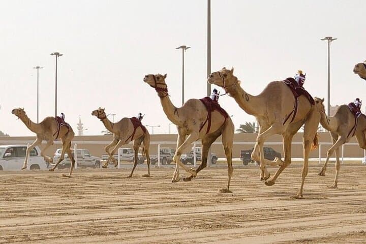 West Qatar Tour: Richard Serra Sculpture, Zekreet Beach & Camel Racing photo 4