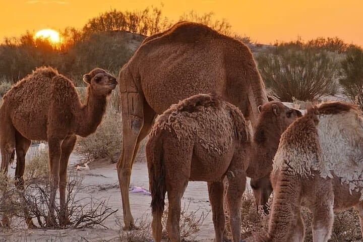 Day trip from Djerba to Ksar Ghilane Oasis and Tataouine Desert photo 4