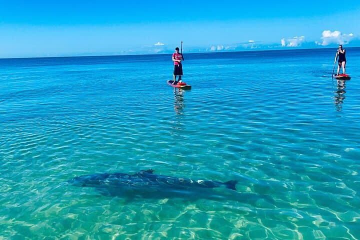 Bonita Springs Dolphin, Manatee & Sea Turtle Paddle Adventure photo 2