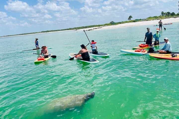 Bonita Springs Dolphin, Manatee & Sea Turtle Paddle Adventure photo 4