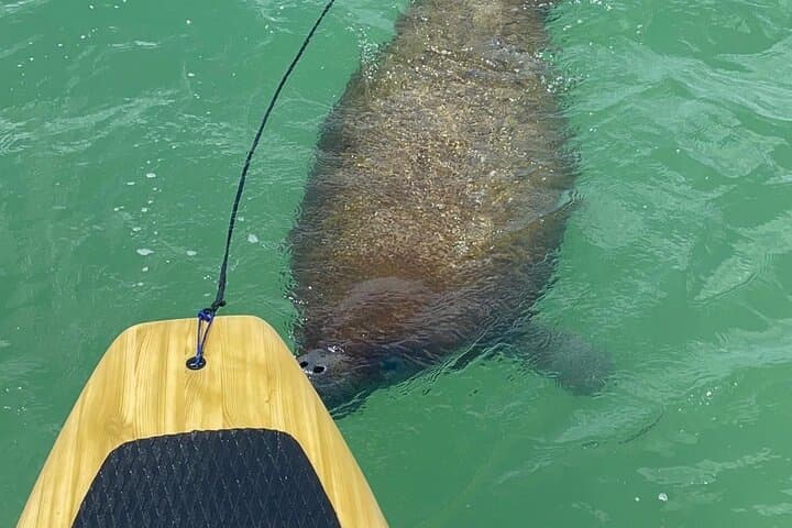 Bonita Springs Dolphin, Manatee & Sea Turtle Paddle Adventure photo 6