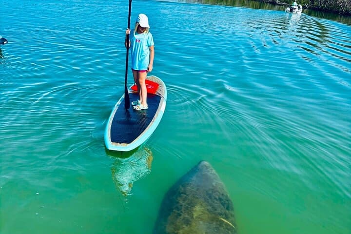 Bonita Springs Dolphin, Manatee & Sea Turtle Paddle Adventure photo 3