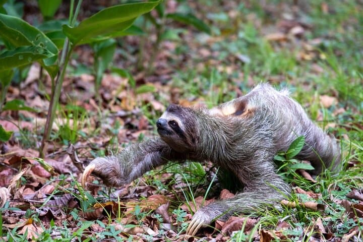 Sloths and Monkeys Roatán: Private Island Wildlife Tour & West Bay Beach Break photo 1