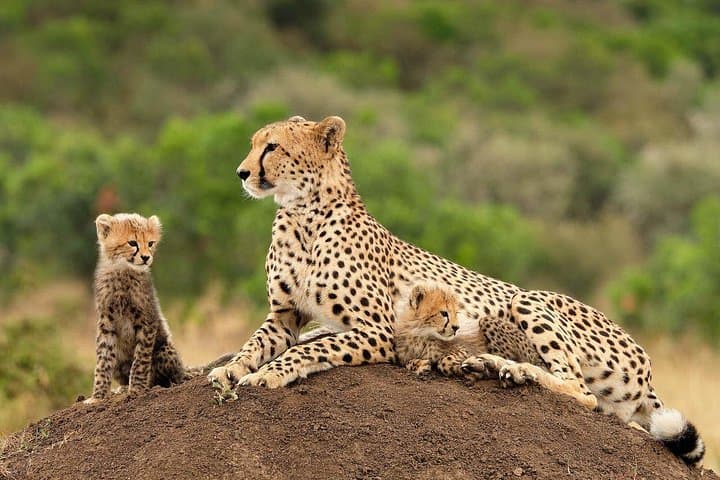 Full-Day Big Five Safari at Aquila Private Game Reserve from Cape Town photo 2