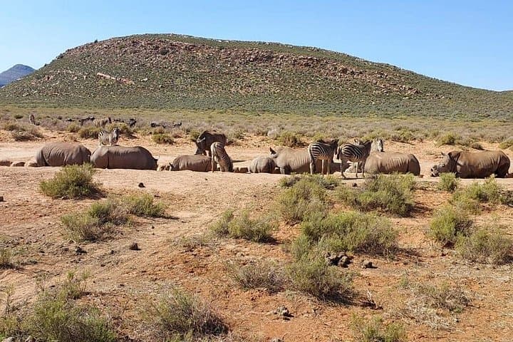 Full-Day Big Five Safari at Aquila Private Game Reserve from Cape Town photo 5