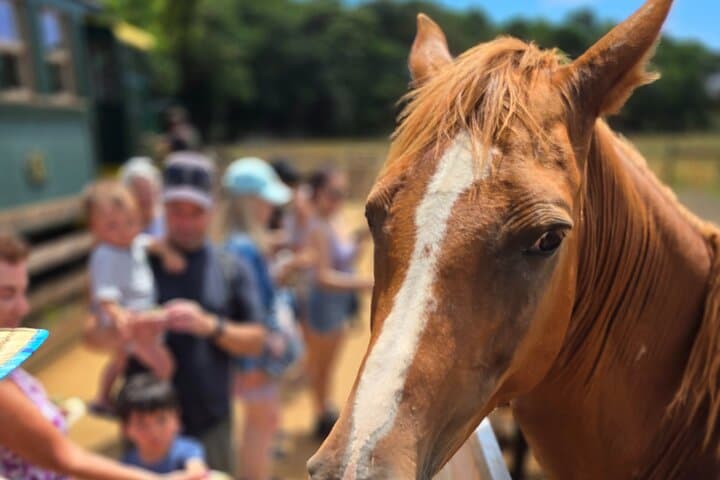 Kauai Hop-On Hop-Off East Side Bus Tour: See Wailua, Waterfalls & Coastal Views