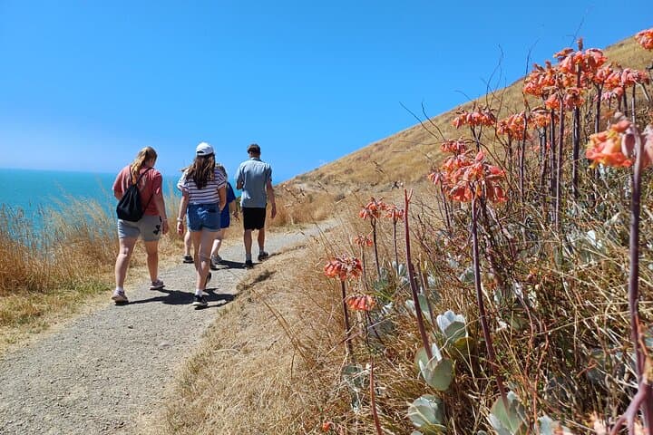 Discover Godley Head: A Scenic Drive & Walking Adventure photo 4