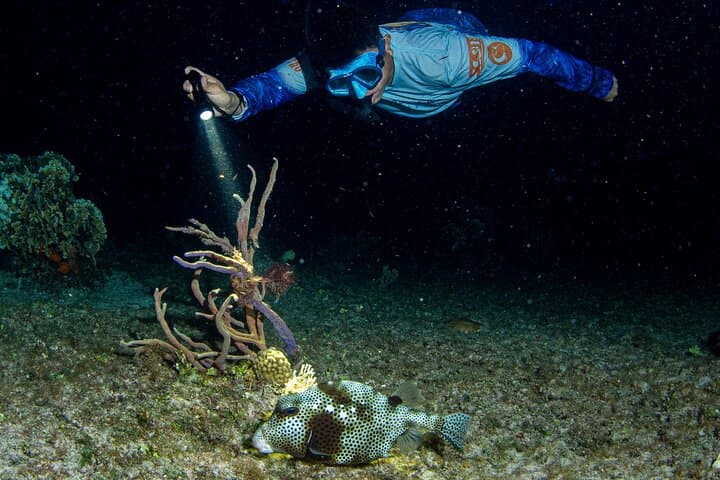 Twilight Snorkel and Candlelit Dinner at Money Bar, Cozumel photo 4