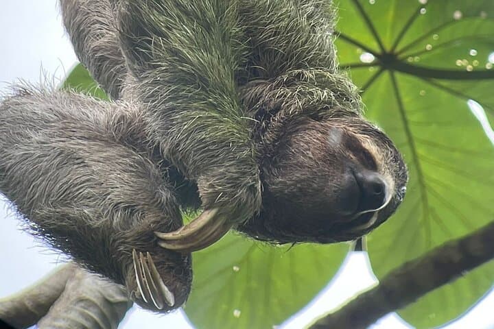 Manuel Antonio Guided Walk: 2–3 Hour Wildlife & Coastal Hike in Costa Rica photo 3