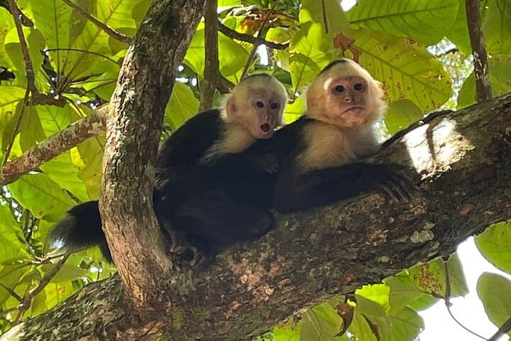 Manuel Antonio Guided Walk: 2–3 Hour Wildlife & Coastal Hike in Costa Rica photo 5